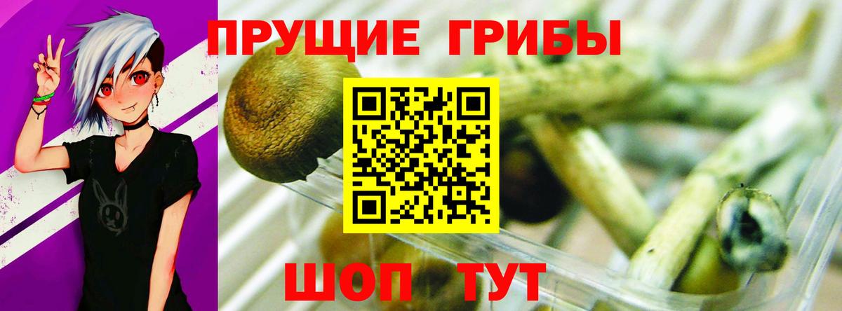 Псилоцибиновые грибы Psilocybe  Вход с VPN  Михайловка  Галлюциногенные грибы ЛСД 